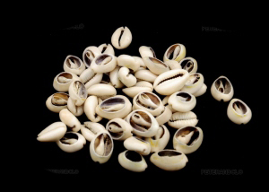 25 PERLES CAURIS OUVERTS ENTIER MIX SIZE T= L