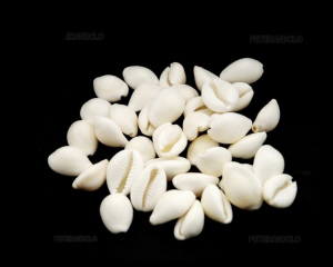 25 PERLES CAURIS ENTIERS BLANC MIX SIZE 15/20MM 7748